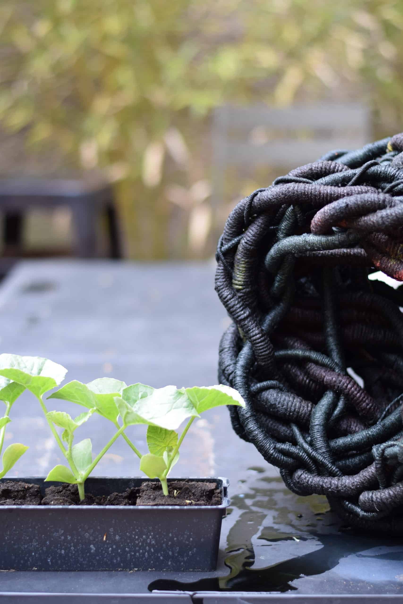 Picture of a black sculpture next to pumpkin seedlings on a garden table