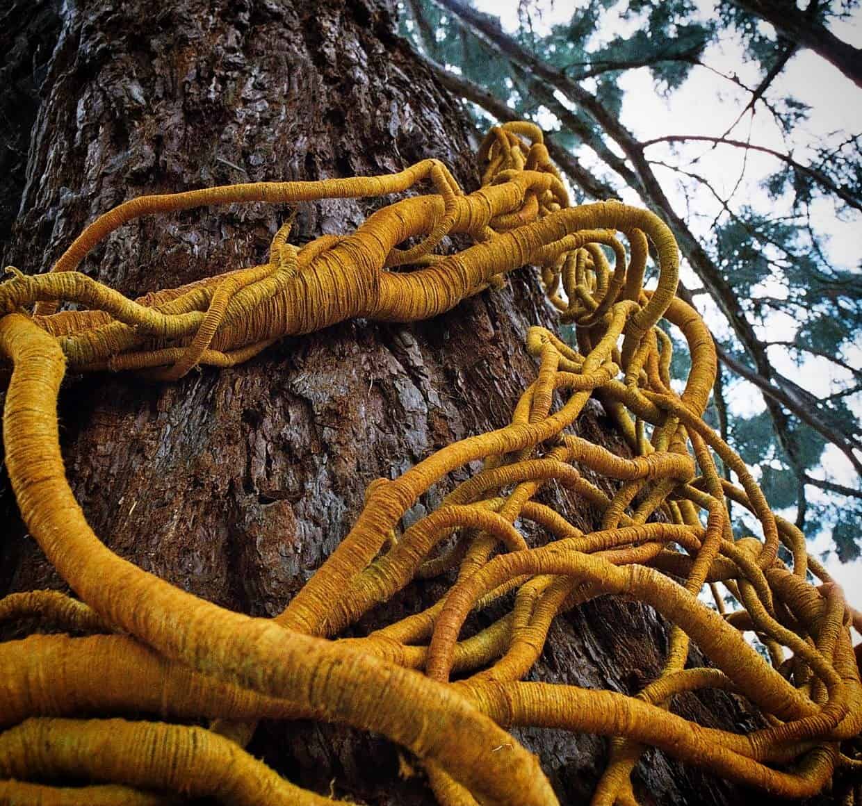 Picture of a sequoia tree wrapped in a large yellow sculpture by Aude Franjou