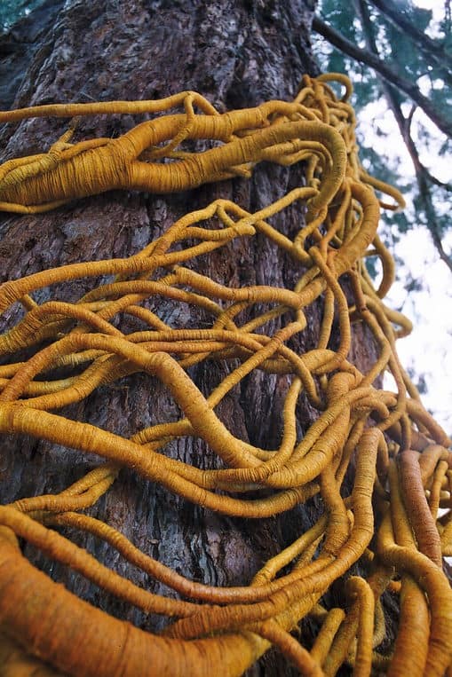 yellow vine-like linen sculpture on sequoia tree by Aude Franjou