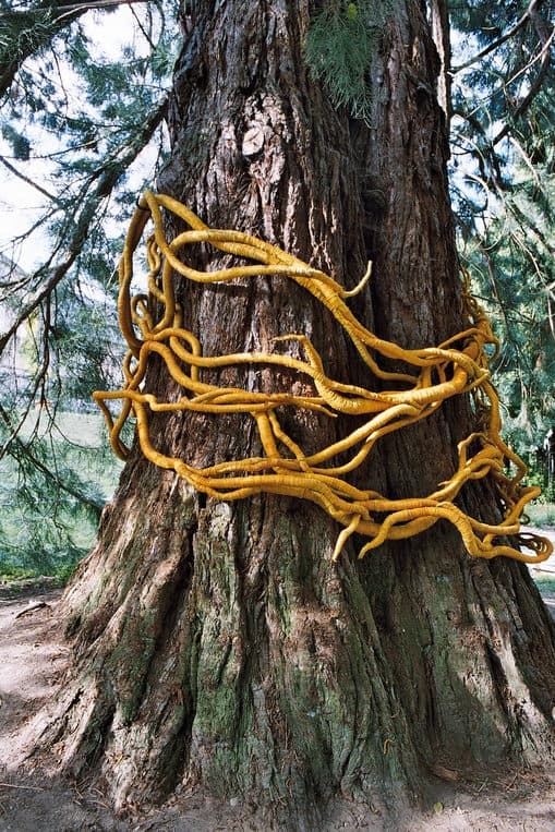 yellow linen sculpture on sequoia tree by Aude Franjou