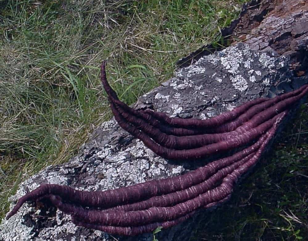 Purple bark-like sculpture on lichen-covered tree trunk by Aude Franjou